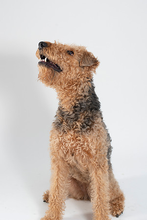 Dog031