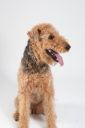 Dog033