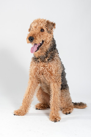 Dog036