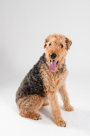 Dog035