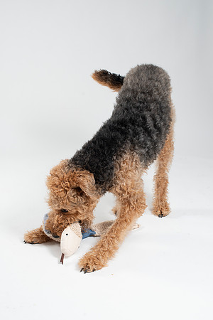 Dog038