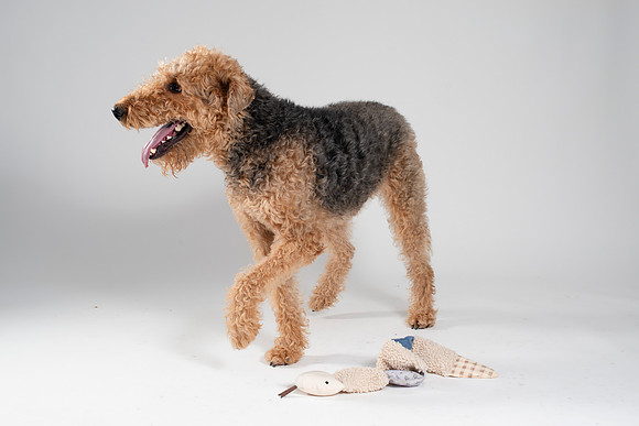 Dog044