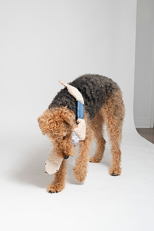 Dog052