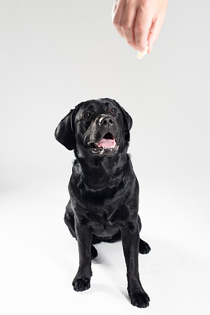 Dog061