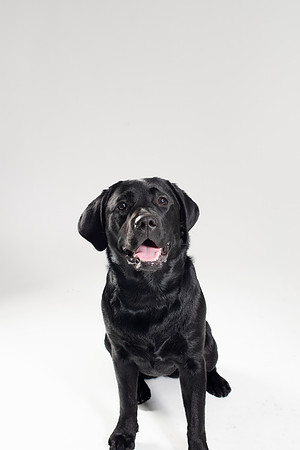 Dog062
