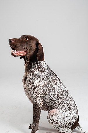 Dog098