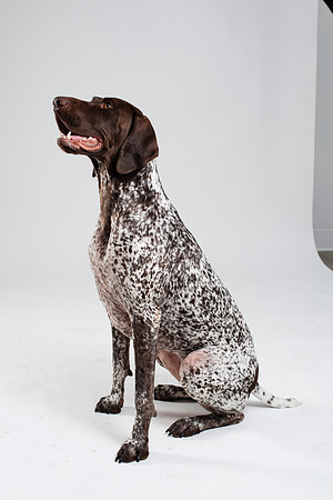 Dog099