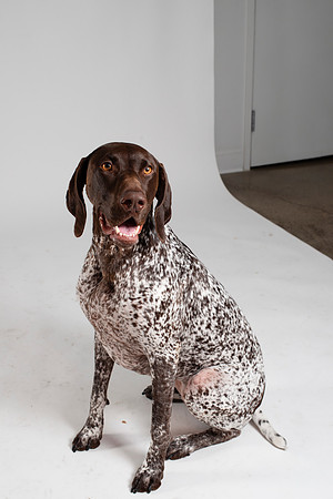 Dog102