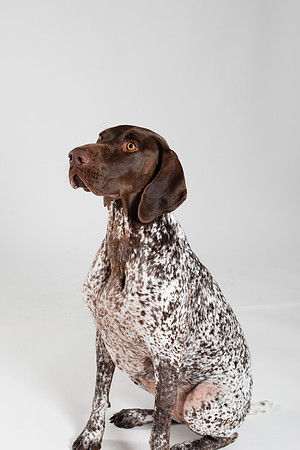 Dog104