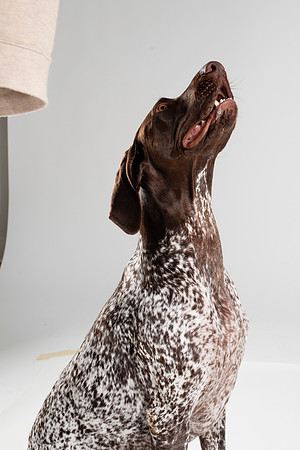 Dog103