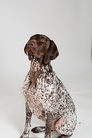Dog105