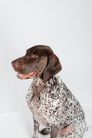 Dog106