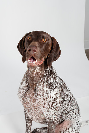 Dog107