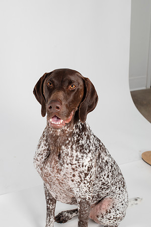 Dog108