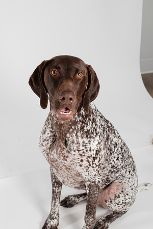 Dog109