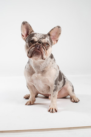 Dog118