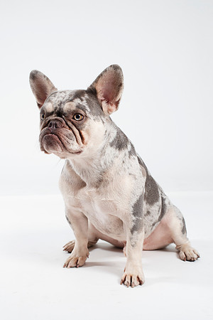 Dog116