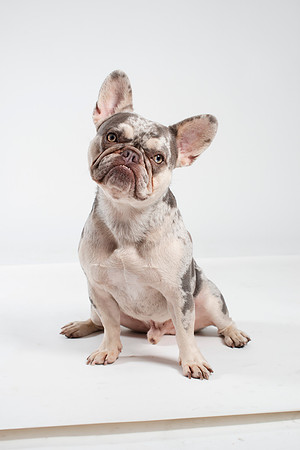 Dog119