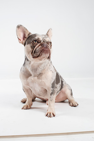 Dog117