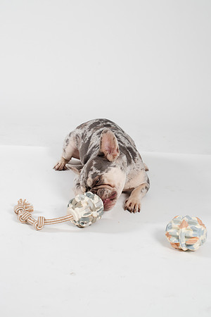 Dog122