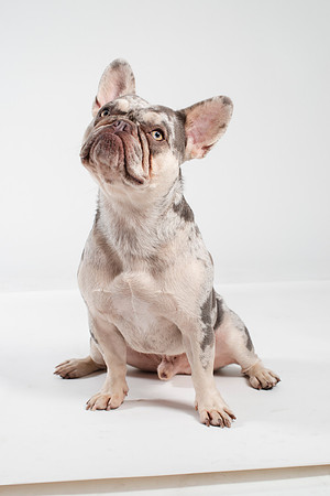 Dog120