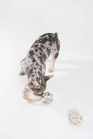 Dog124