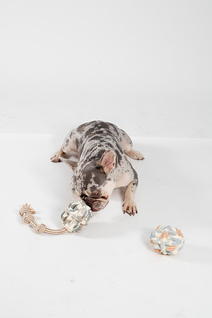 Dog123