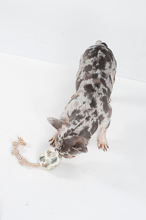 Dog126
