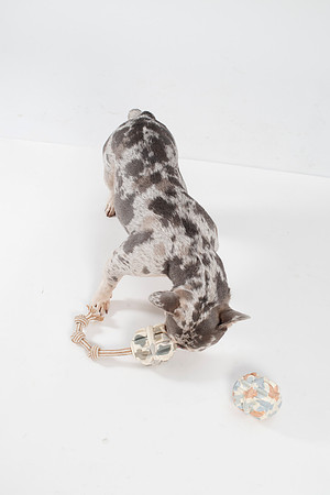 Dog125