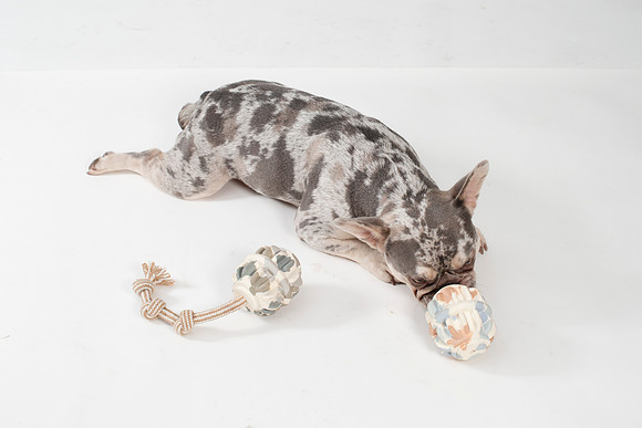Dog127