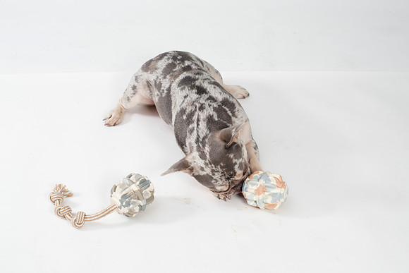 Dog128