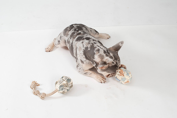 Dog130