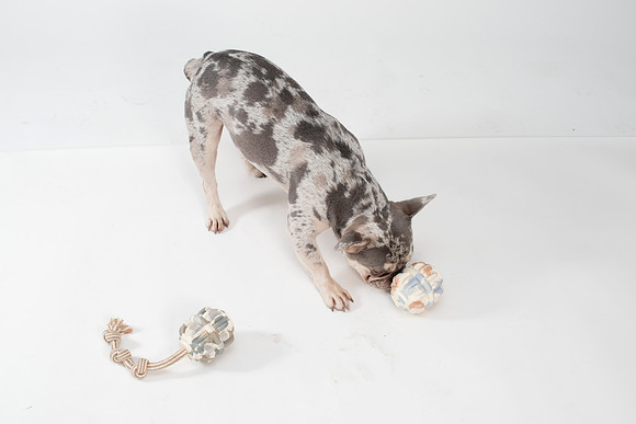 Dog134