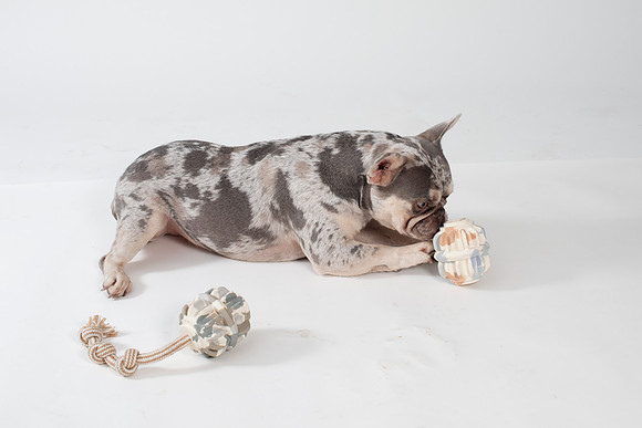 Dog132