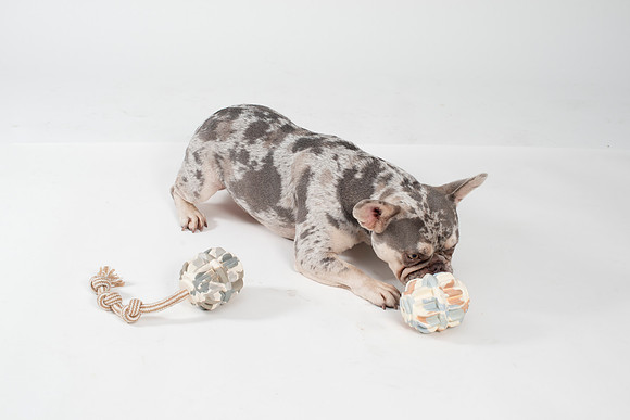 Dog133