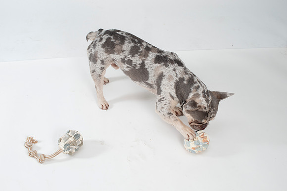 Dog135