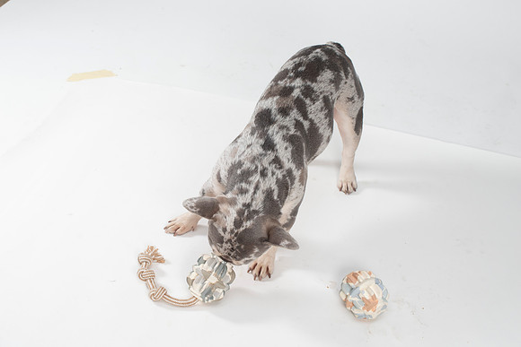 Dog136