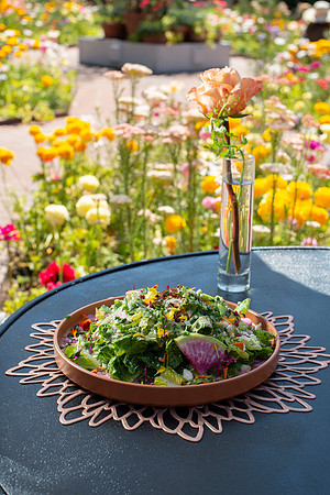 FieldCornSalad001