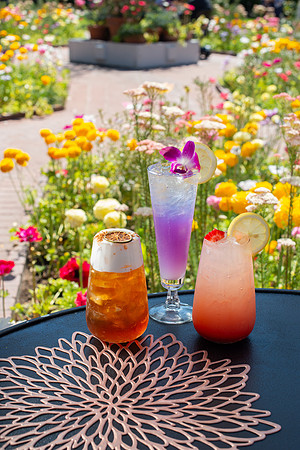 WebRes_Cocktails005